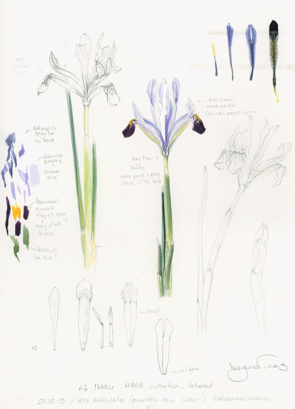 Sketch of Iris reticulata